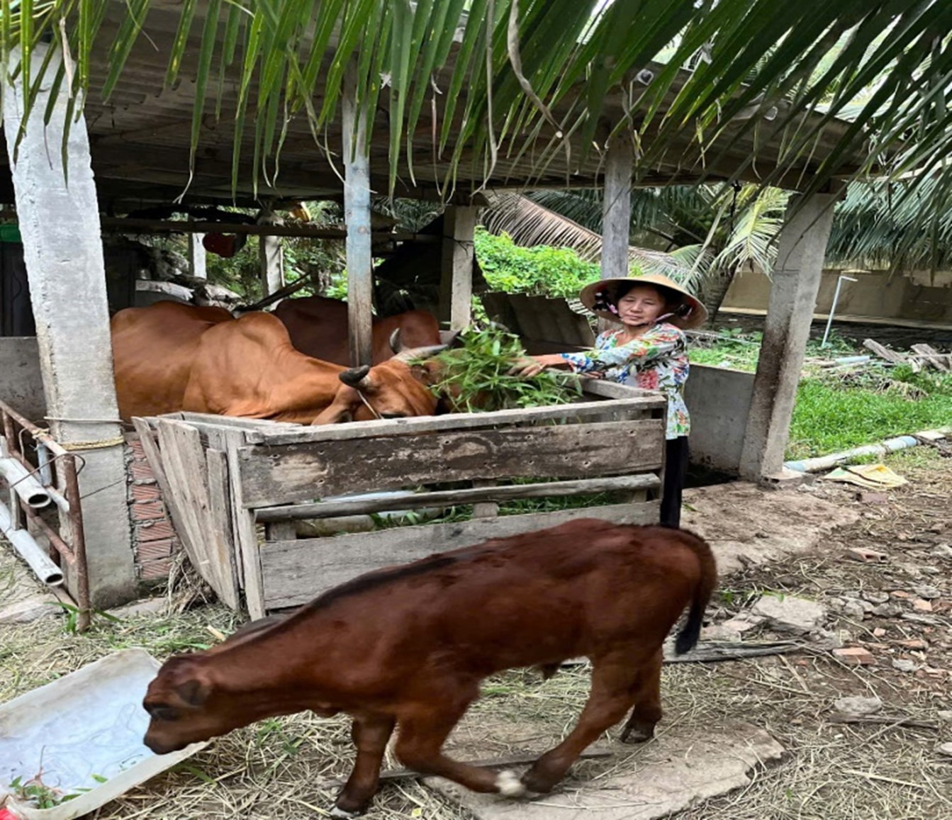 HỘI VIÊN HỘI LHPN XÃ LỘC THUẬN PHÁT TRIỂN KINH TÊ VƯƠN LÊN THOÁT NGHÈO TỪ MÔ HÌNH CHĂN NUÔI BÒ SINH SẢN